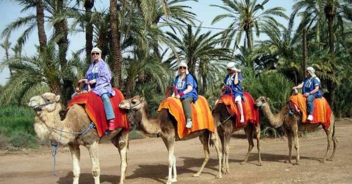 Camel Rides